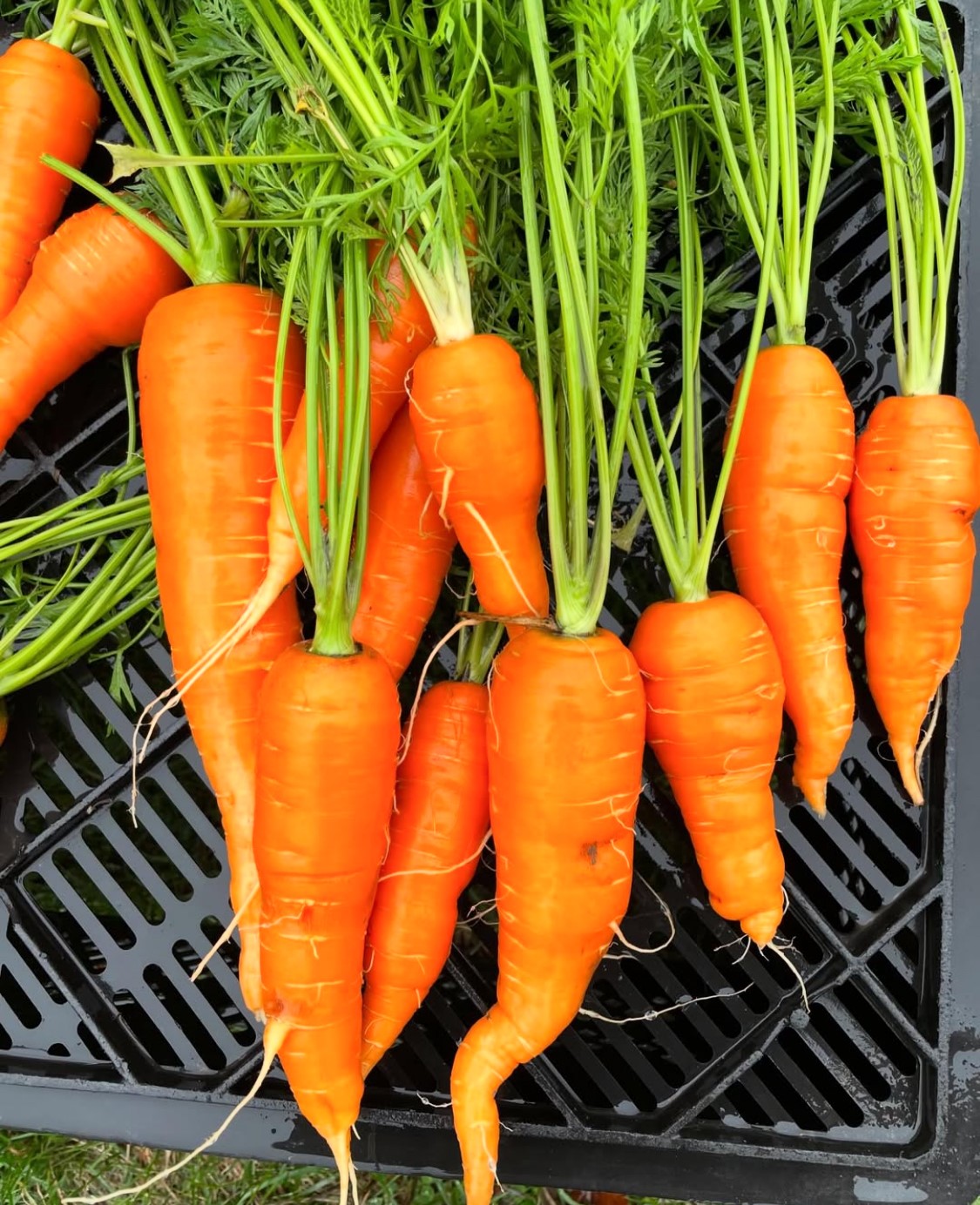 Fresh Carrots from Hillcrest Farms.jpg